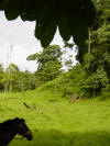 scene with horse, tropical hardwood trees in Costa Rica
